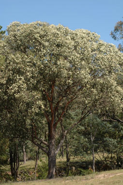 APII jpeg image of Eucalyptus macrorhyncha  © contact APII