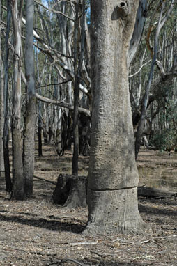 APII jpeg image of Eucalyptus camaldulensis  © contact APII