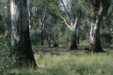 APII jpeg image of Eucalyptus camaldulensis  © contact APII