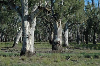 APII jpeg image of Eucalyptus camaldulensis  © contact APII