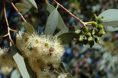 APII jpeg image of Eucalyptus lesouefii  © contact APII