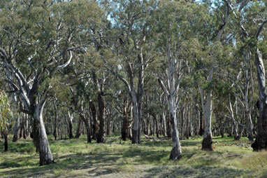 APII jpeg image of Eucalyptus camaldulensis  © contact APII