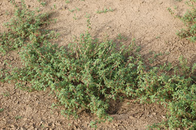 APII jpeg image of Amaranthus macrocarpus var. macrocarpus  © contact APII