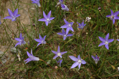 APII jpeg image of Wahlenbergia communis  © contact APII