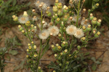 APII jpeg image of Erigeron bonariensis  © contact APII