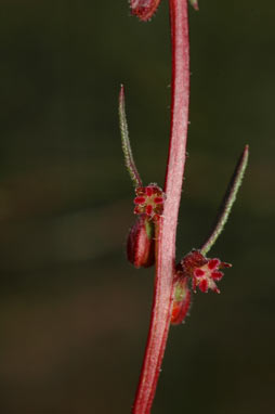 APII jpeg image of Haloragis heterophylla  © contact APII