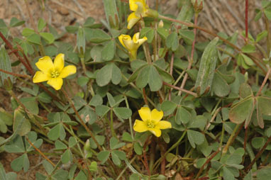 APII jpeg image of Oxalis perennans  © contact APII