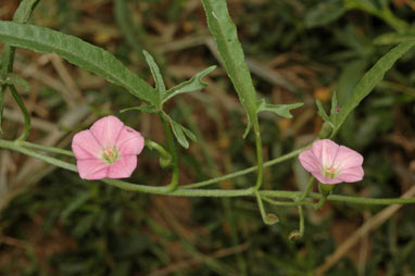 APII jpeg image of Convolvulus graminetinus  © contact APII