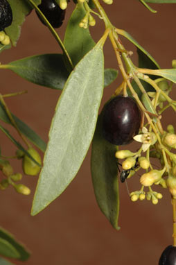 APII jpeg image of Santalum lanceolatum  © contact APII