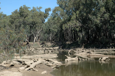 APII jpeg image of Eucalyptus camaldulensis  © contact APII