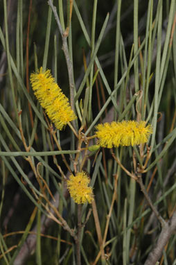 APII jpeg image of Acacia ramulosa  © contact APII