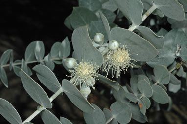 APII jpeg image of Eucalyptus pulverulenta  © contact APII