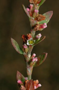 APII jpeg image of Polygonum aviculare  © contact APII