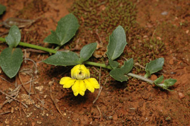 APII jpeg image of Goodenia glabra  © contact APII