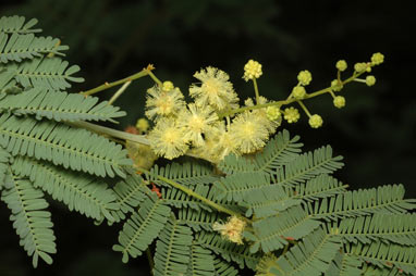 APII jpeg image of Acacia deanei subsp. deanei  © contact APII