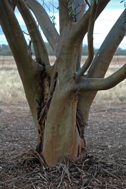 APII jpeg image of Eucalyptus campaspe  © contact APII