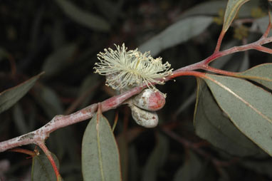 APII jpeg image of Eucalyptus campaspe  © contact APII