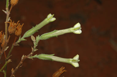 APII jpeg image of Nicotiana goodspeedii  © contact APII