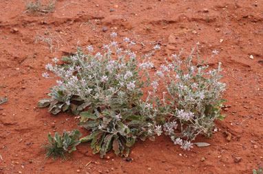 APII jpeg image of Ptilotus sessilifolius  © contact APII