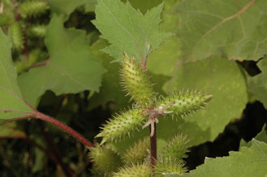 APII jpeg image of Xanthium occidentale  © contact APII