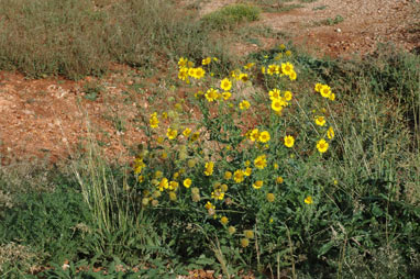 APII jpeg image of Verbesina encelioides  © contact APII