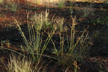 APII jpeg image of Fimbristylis dichotoma  © contact APII