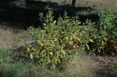 APII jpeg image of Phytolacca octandra  © contact APII