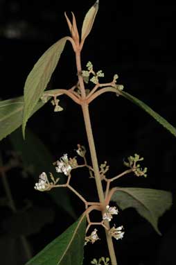 APII jpeg image of Callicarpa longifolia  © contact APII