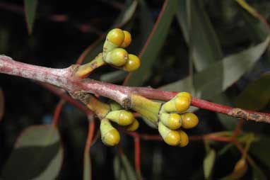 APII jpeg image of Eucalyptus stricklandii  © contact APII