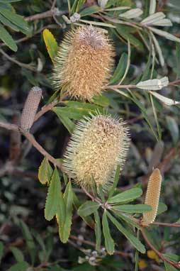 APII jpeg image of Banksia oblongifolia  © contact APII