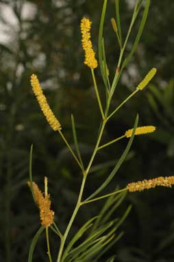 APII jpeg image of Acacia chisholmii  © contact APII