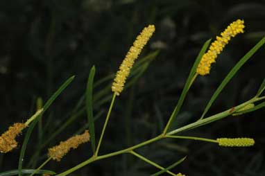 APII jpeg image of Acacia chisholmii  © contact APII