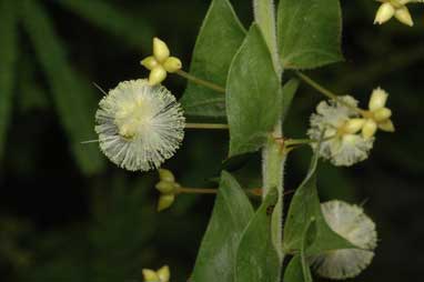 APII jpeg image of Acacia phlebopetala  © contact APII