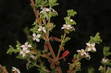 APII jpeg image of Zieria obcordata  © contact APII