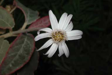 APII jpeg image of Olearia stilwelliae  © contact APII