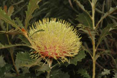 APII jpeg image of Banksia heliantha  © contact APII