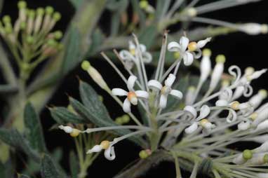 APII jpeg image of Grevillea vestita subsp. isopogoides  © contact APII