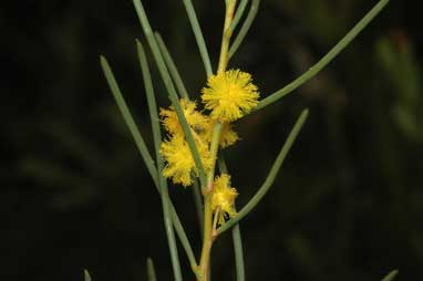 APII jpeg image of Acacia havilandorum  © contact APII