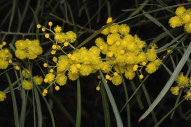 APII jpeg image of Acacia angusta  © contact APII