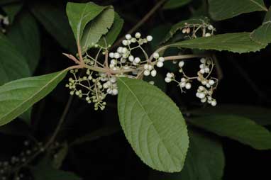 APII jpeg image of Callicarpa longifolia  © contact APII