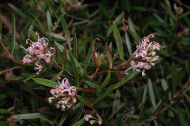 APII jpeg image of Grevillea 'Pink Midget'  © contact APII