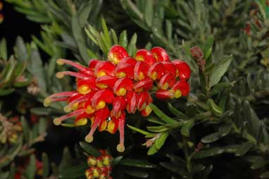 APII jpeg image of Grevillea 'Fireworks'  © contact APII