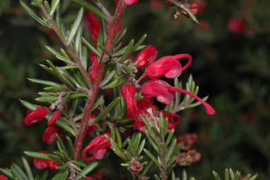 APII jpeg image of Grevillea lavandulacea 'Victor Harbour'  © contact APII