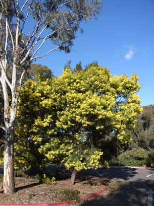 APII jpeg image of Acacia terminalis  © contact APII