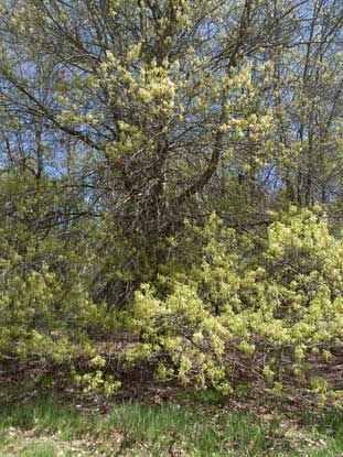 APII jpeg image of Quercus palustris  © contact APII