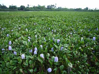 APII jpeg image of Eichhornia crassipes  © contact APII