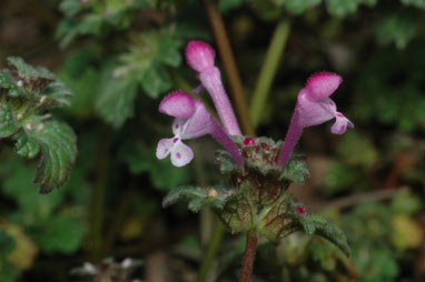 APII jpeg image of Lamium amplexicaule  © contact APII