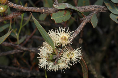 APII jpeg image of Eucalyptus rigens  © contact APII