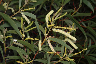 APII jpeg image of Acacia leiocalyx  © contact APII