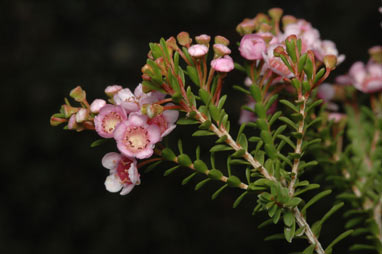 APII jpeg image of Thryptomene saxicola  © contact APII